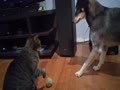 【犬はボールが欲しいのに、猫の守りが鉄壁すぎる】