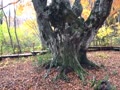 地元から離れた場所にある湿原のブナの巨木です。なんか、生命力が強そうで好きです。